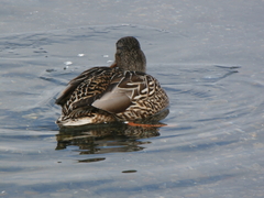 Anas platyrhynchos