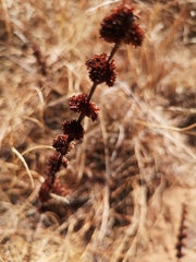 Crassula capitella capitella
