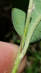 Cotoneaster frigidus