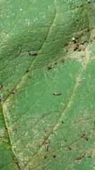 Cotoneaster frigidus