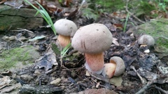 Caloboletus inedulis