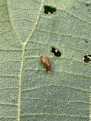 Caryomyia striolata