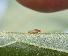 Caryomyia striolata