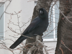 Corvus macrorhynchos