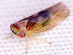 Populicerus formosus