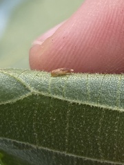 Caryomyia striolata