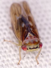 Populicerus formosus