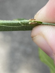 Caryomyia striolata