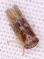 Populicerus formosus