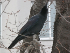 Corvus macrorhynchos