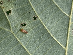 Caryomyia striolata