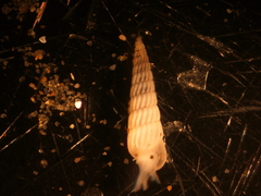 Turbonilla lactea