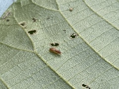 Caryomyia striolata