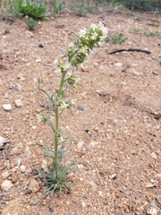 Ipomopsis spicata