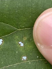 Caryomyia striolata