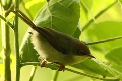 Apalis alticola