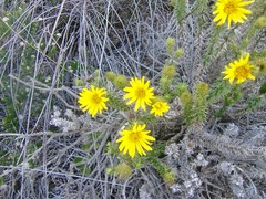 Cullumia setosa