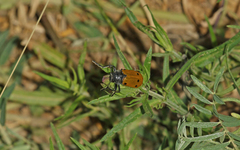 Lachnaia sexpunctata