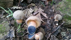 Caloboletus inedulis