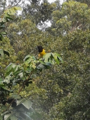 Pheucticus aureoventris uropygialis