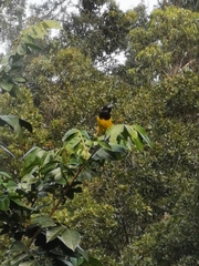 Pheucticus aureoventris uropygialis