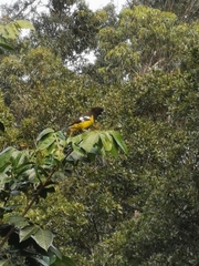 Pheucticus aureoventris uropygialis