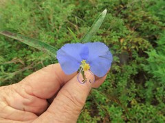 Commelina erecta deamiana