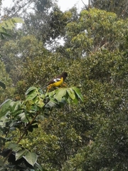 Pheucticus aureoventris uropygialis