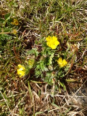 Potentilla frigida