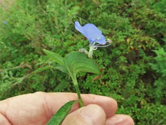 Commelina erecta deamiana