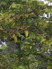 Pheucticus aureoventris uropygialis