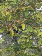 Pheucticus aureoventris uropygialis