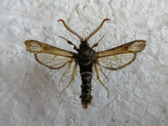 Paranthrene insolita