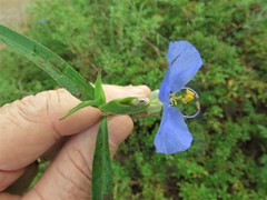 Commelina erecta deamiana