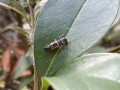 Harmonia axyridis