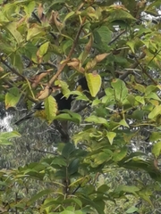 Pheucticus aureoventris uropygialis