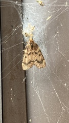 Aglossa disciferalis