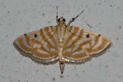 Notarcha tigrina