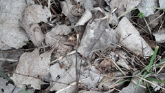 Micrommata