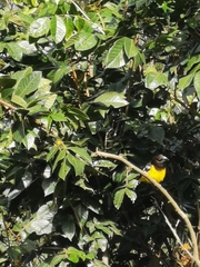 Pheucticus aureoventris uropygialis