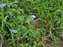 Commelina erecta deamiana