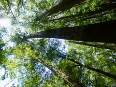 Populus heterophylla