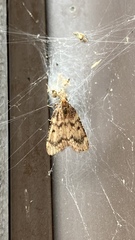 Aglossa disciferalis