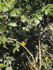 Pheucticus aureoventris uropygialis