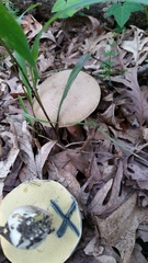 Caloboletus inedulis