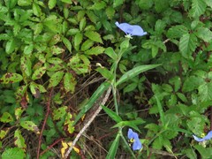 Commelina erecta deamiana