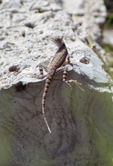 Callisaurus draconoides ventralis