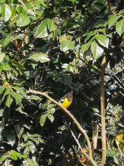 Pheucticus aureoventris uropygialis