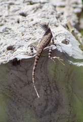 Callisaurus draconoides ventralis