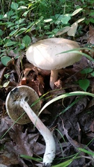 Caloboletus inedulis